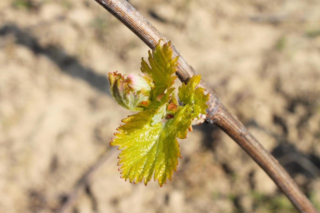 Domaine Joseph Lafarge Wine Resort Oeno-Tonneaux Experience Lugny المظهر الخارجي الصورة