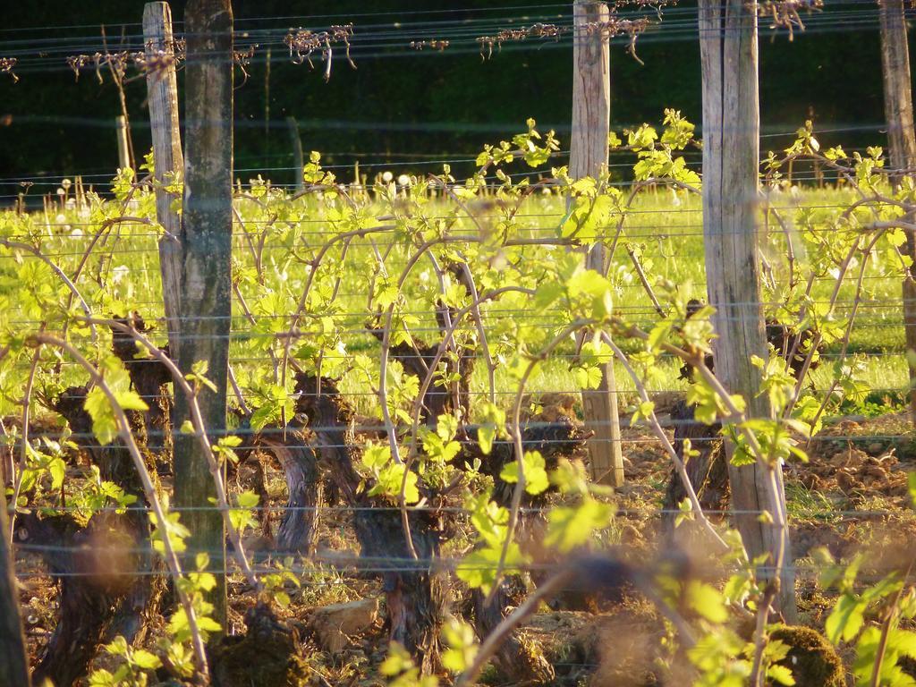 Domaine Joseph Lafarge Wine Resort Oeno-Tonneaux Experience Lugny المظهر الخارجي الصورة