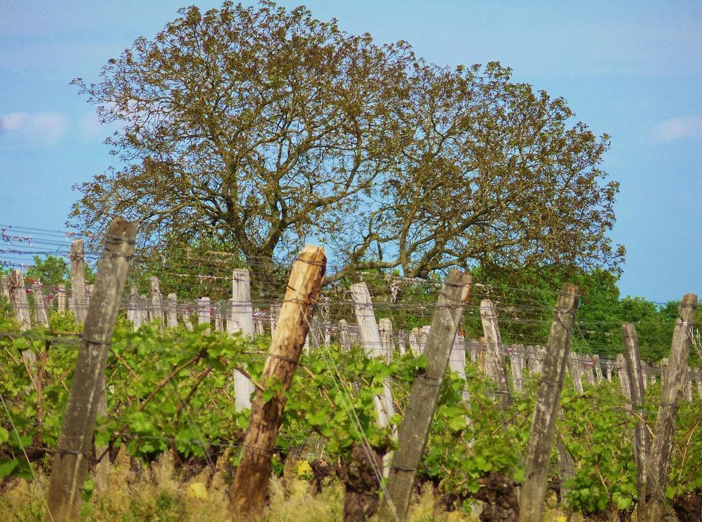 Domaine Joseph Lafarge Wine Resort Oeno-Tonneaux Experience Lugny المظهر الخارجي الصورة