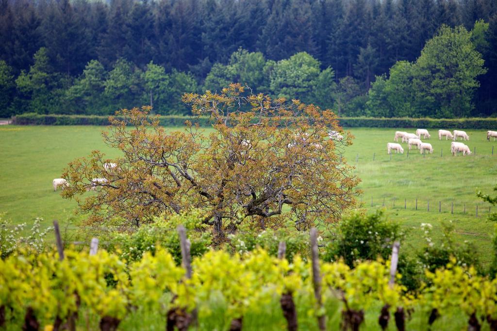 Domaine Joseph Lafarge Wine Resort Oeno-Tonneaux Experience Lugny المظهر الخارجي الصورة
